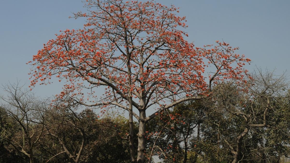 For Udaipur’s Holi, Rajasthan’s semal timber are going up in flames