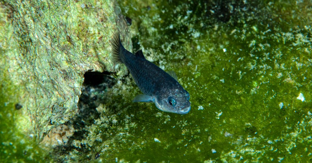 The Ever-Resilient Pupfish Makes a Comeback in Death Valley