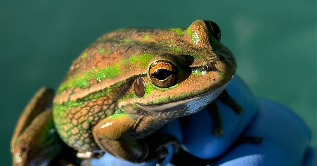 If You Give a Frog a Sauna, It Would possibly Combat Off a Lethal Fungus