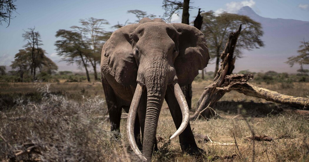 On the Kenya-Tanzania Border, an Elephant Looking Ban Has Collapsed