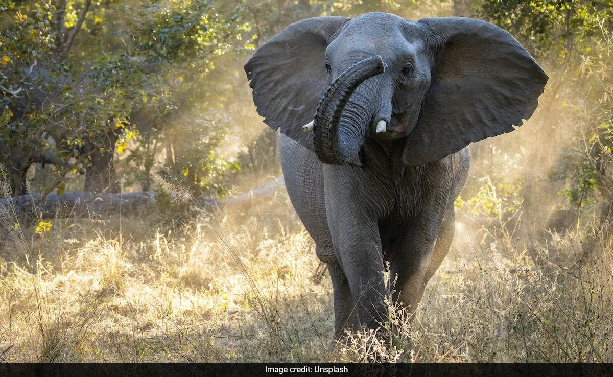 Zimbabwe To Cull 200 Elephants To Feed Its Residents Amid Drought