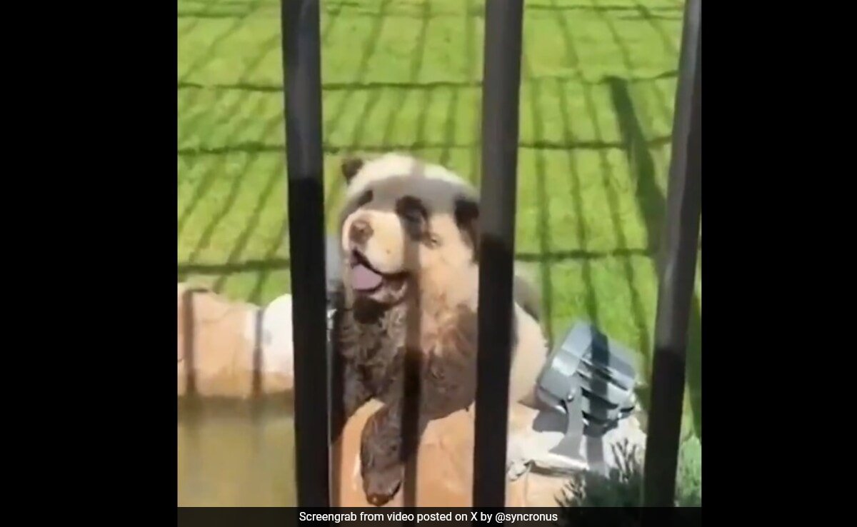 Panting, Barking Canines Painted As Pandas At China Zoo