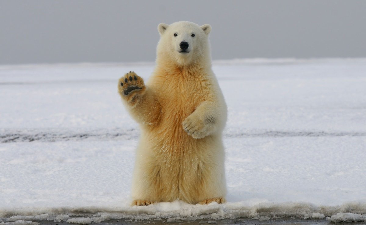 Polar Bear Seems In Iceland For 1st Time In 8 Years, Shot Lifeless By Police