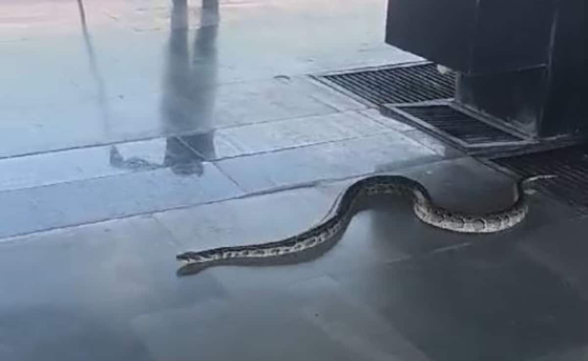 6-Foot-Lengthy Snake On Platform Causes Panic At Rishikesh Station