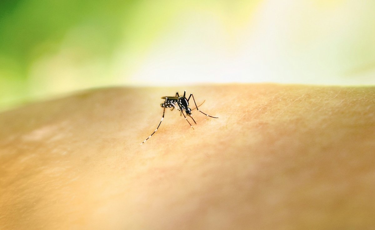 US Man Dies From Uncommon Mosquito Virus Caught In Yard, Circumstances Rising