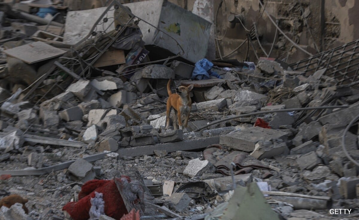 Stray Canine Eat Our bodies On Gaza Streets As Dying Rely Mounts To 42,400