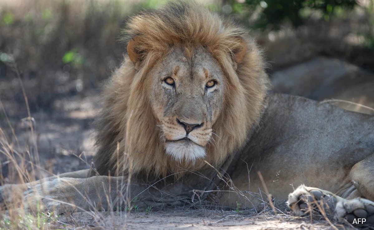 Lions Maul Zookeeper To Loss of life At Crimea Safari Park