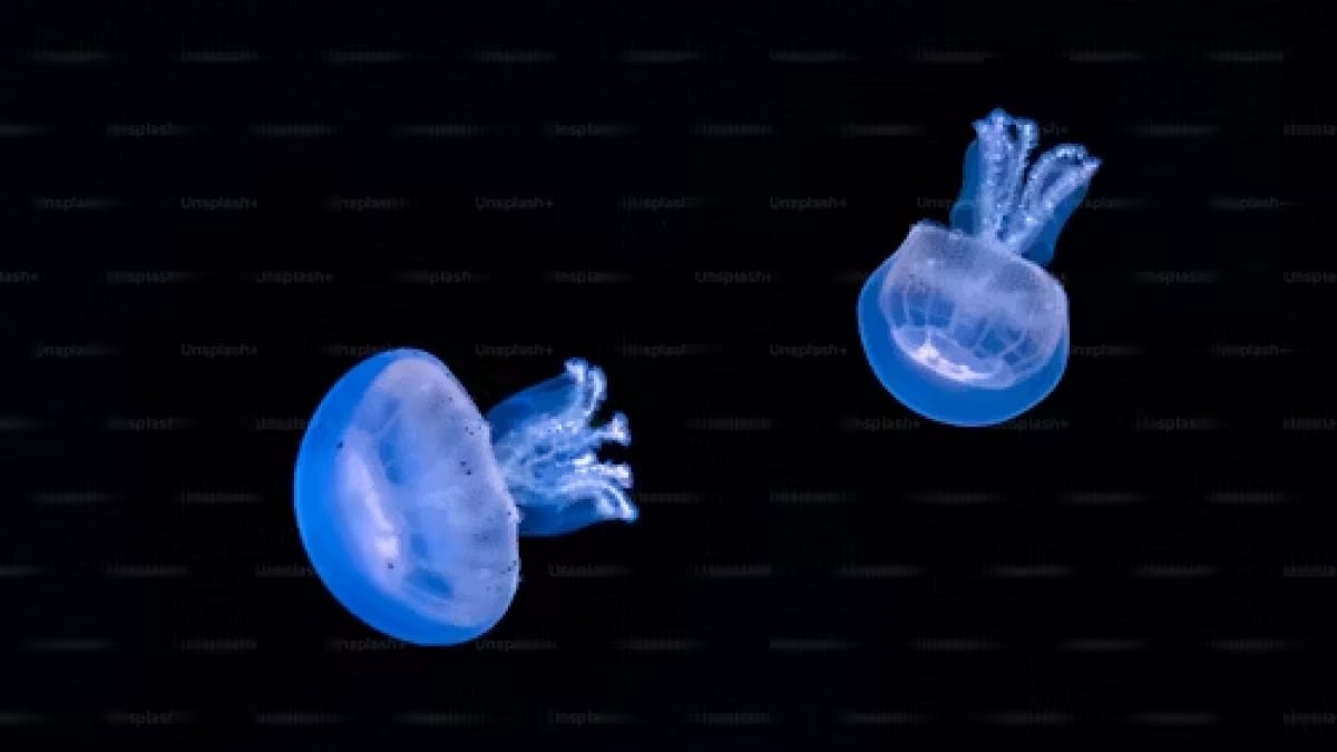 Comb Jellies Exhibit Uncommon Capacity to Revert from Grownup to Juvenile Type